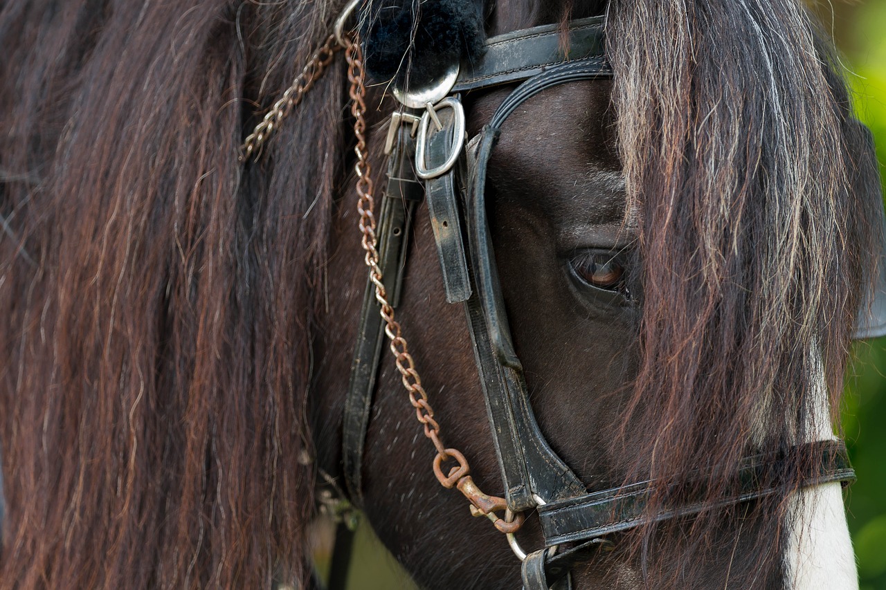 horse  head  nature free photo