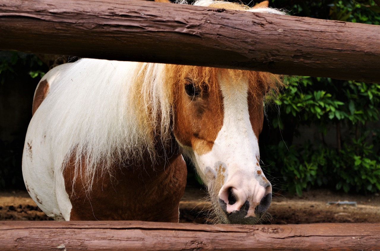 horse  mane  pony free photo