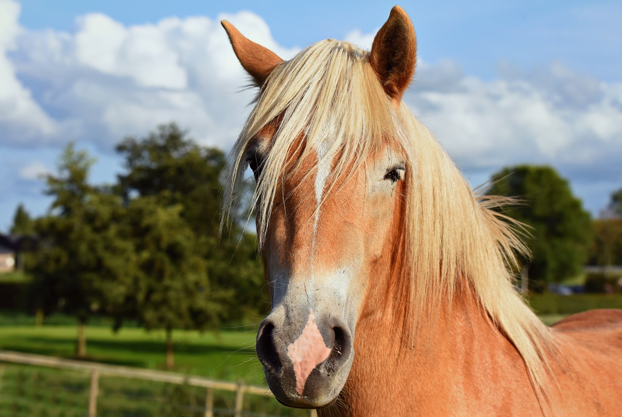 horse  animal  mammal free photo