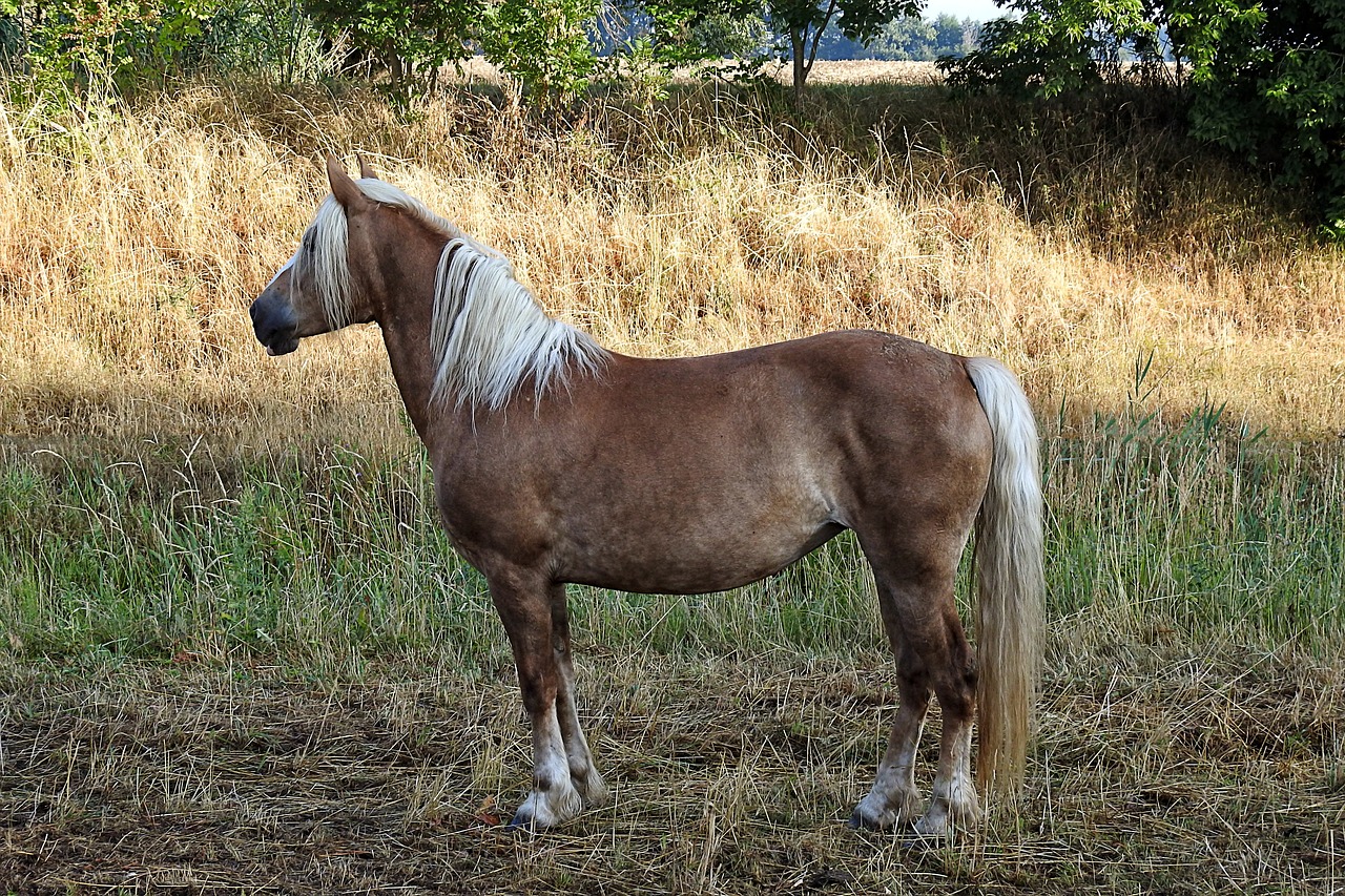 horse  haflinger  animal free photo