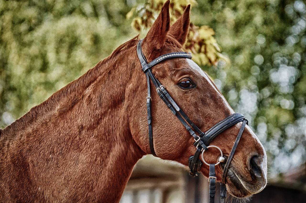 horse  brown  animal free photo