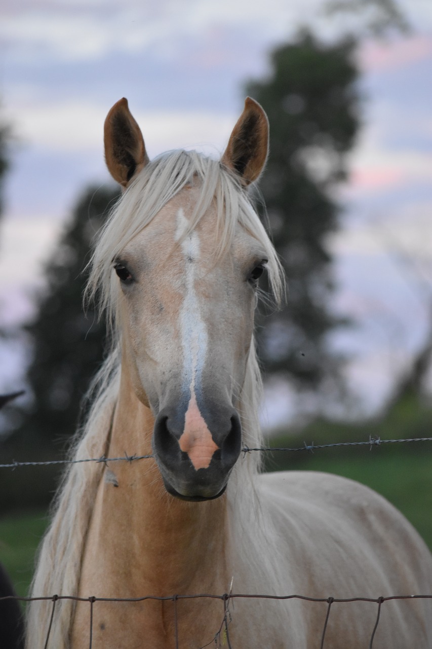 horse  animal  farm free photo