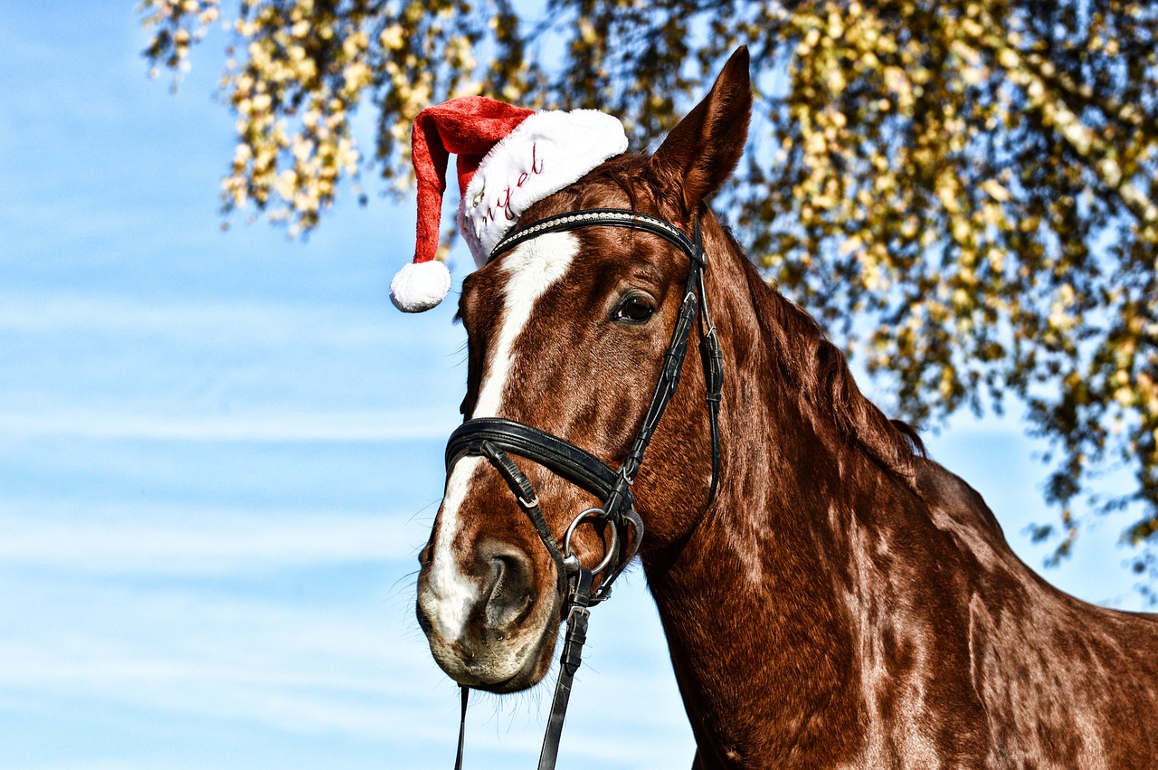 horse  santa hat  funny free photo