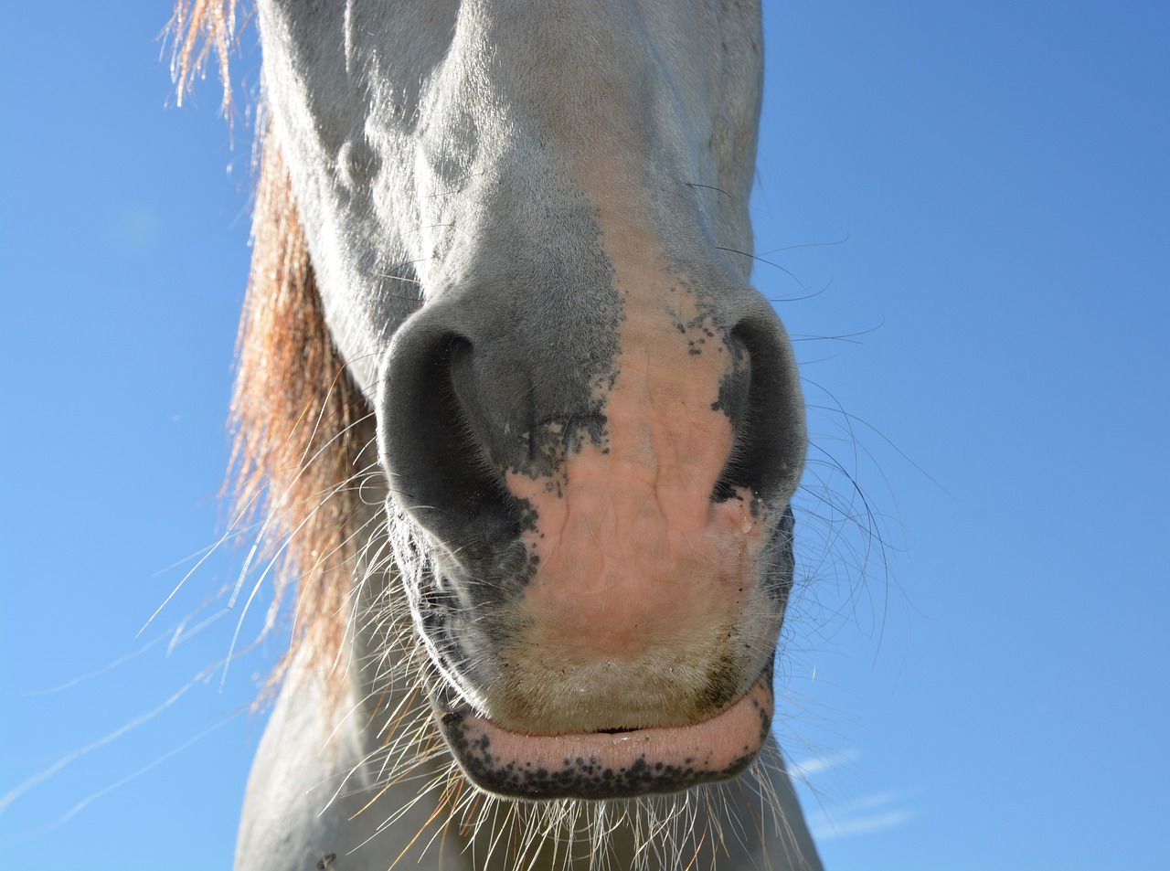 horse  nostril of a horse  equine free photo