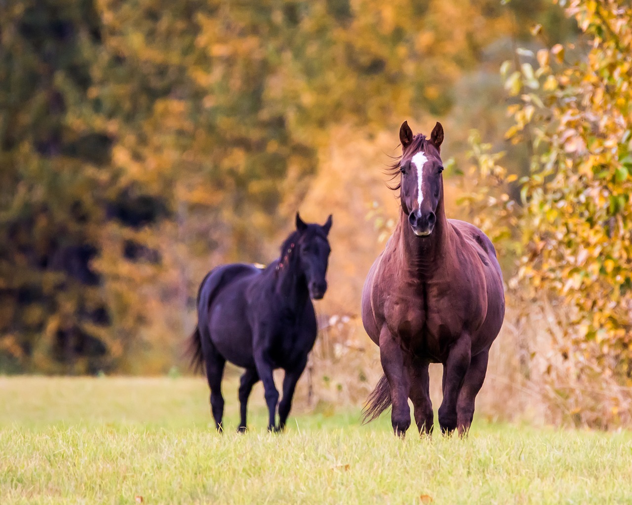 horse  fall  trees free photo