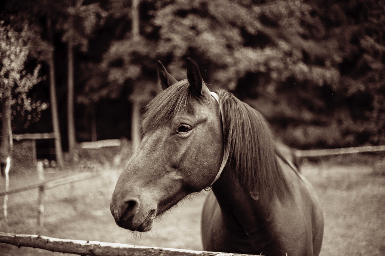 horse  hucul  animal free photo