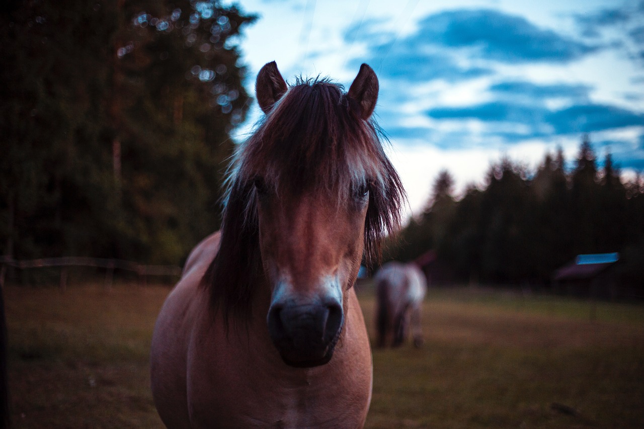 horse  hucul  animal free photo