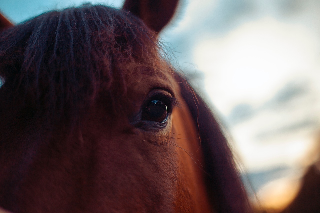 horse  hucul  animal free photo