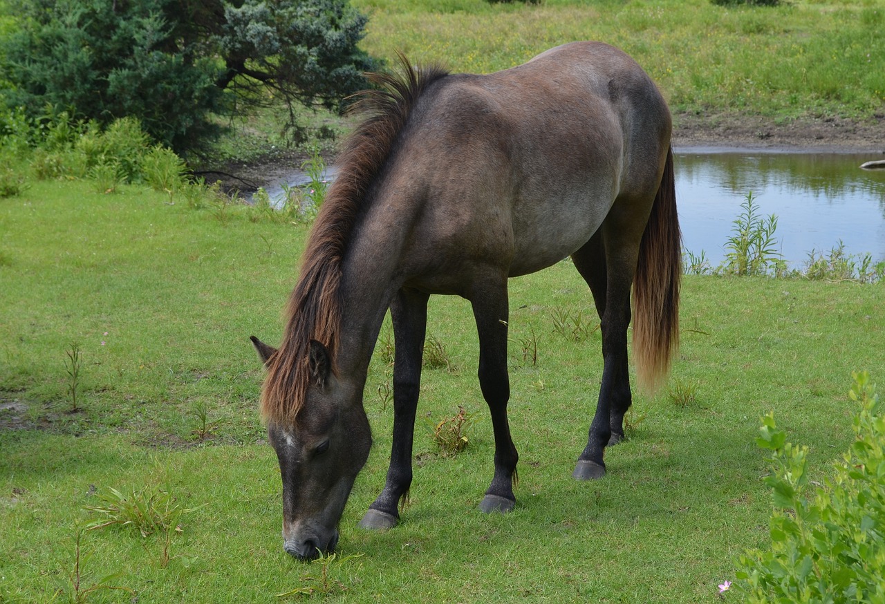 horse  feral  animal free photo