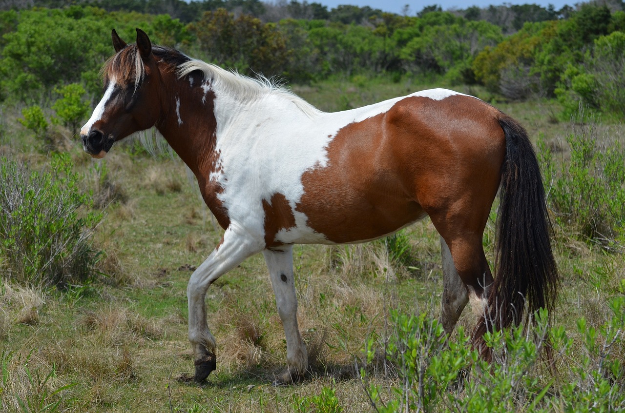 horse  feral  wildlife free photo