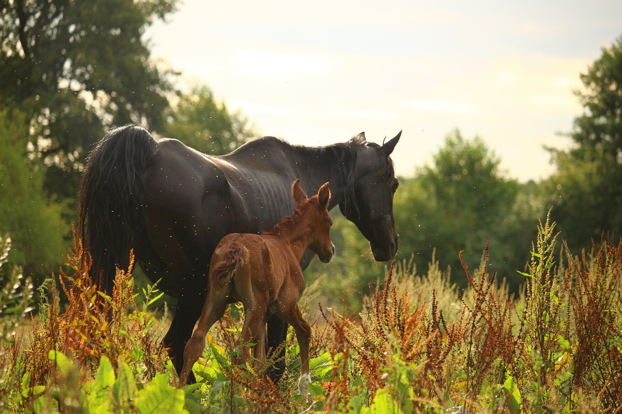 horse  mare  foal free photo