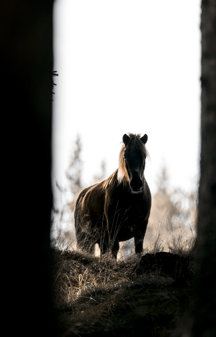 horse  nature  wild free photo