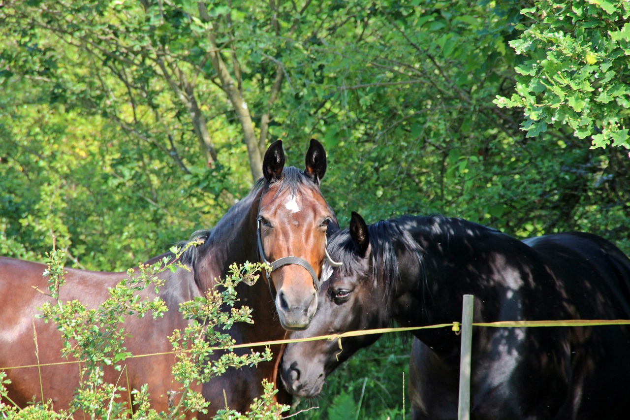 horse horses animals free photo