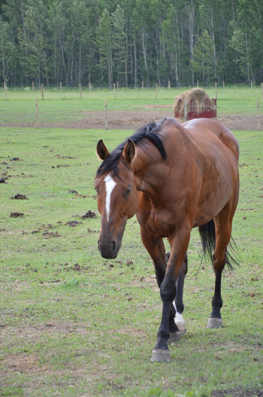 horse  brown horse  horse in field free photo