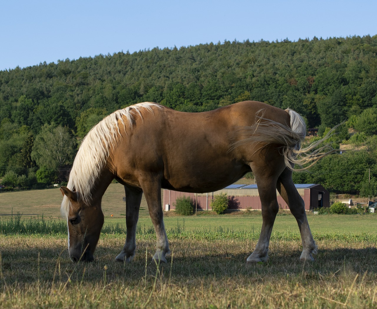 horse  pasture  mammal free photo
