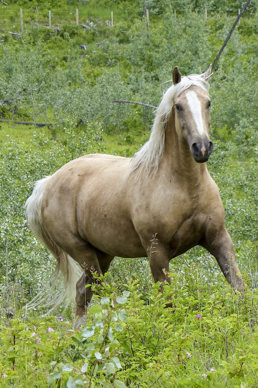horse  mammal  nature free photo