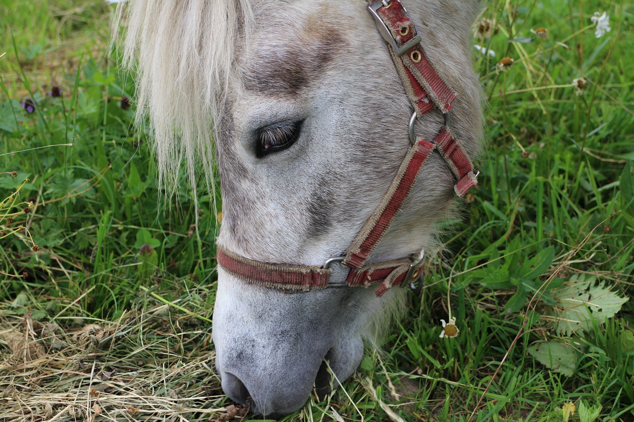 horse pony head free photo