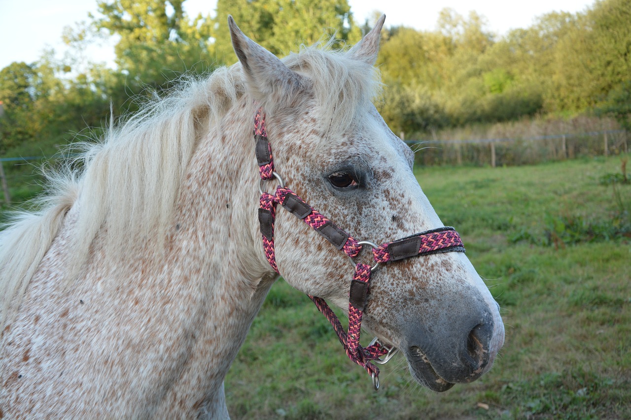 horse  horse color appaioosa  portrait horse free photo