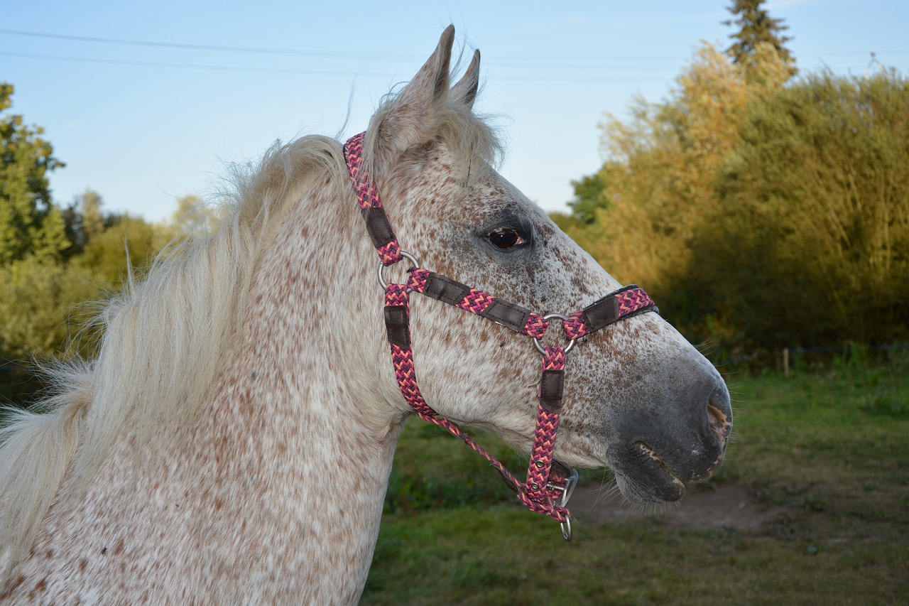 horse  mare  nature free photo