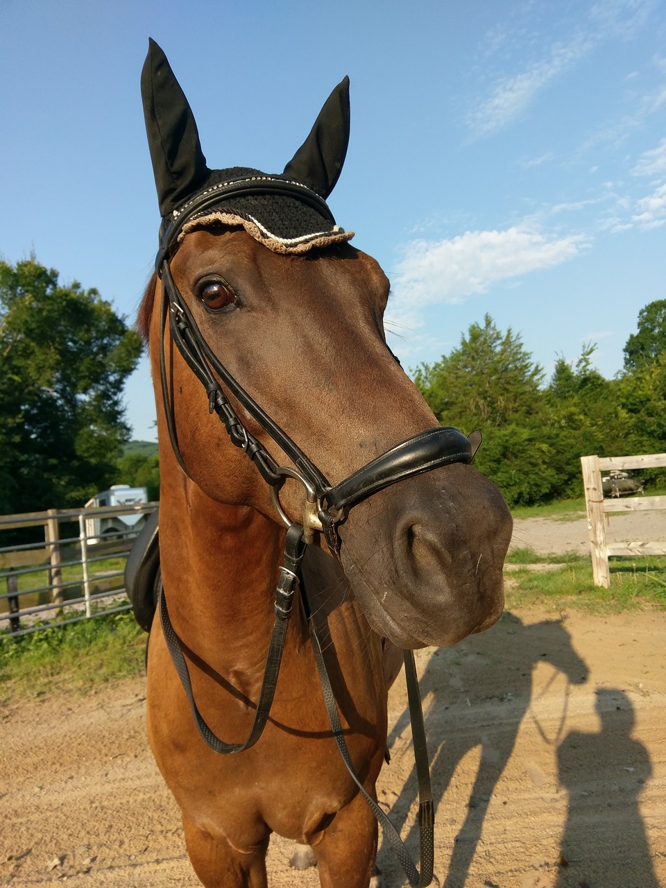 horse  equine  equestrian free photo