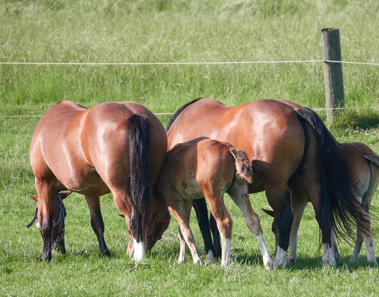 horse  foal  pasture free photo