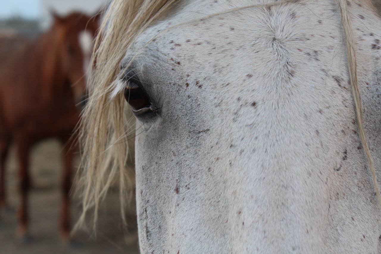 horse  eyes  head free photo