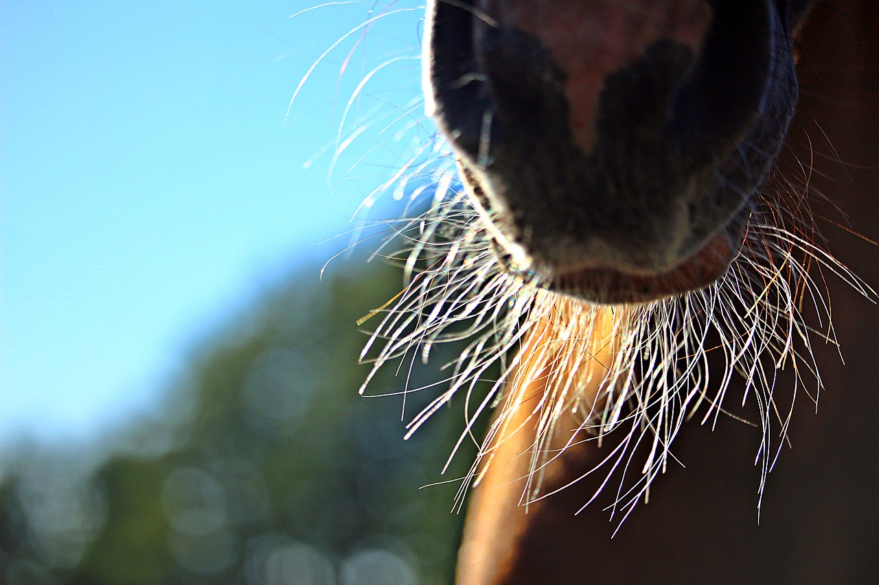 horse  nostrils  milk beard free photo