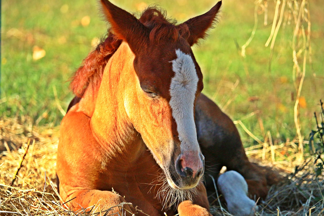 horse  foal  fuchs free photo