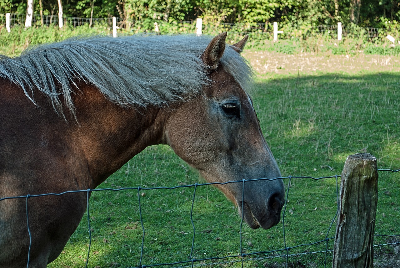 horse  head  nature free photo