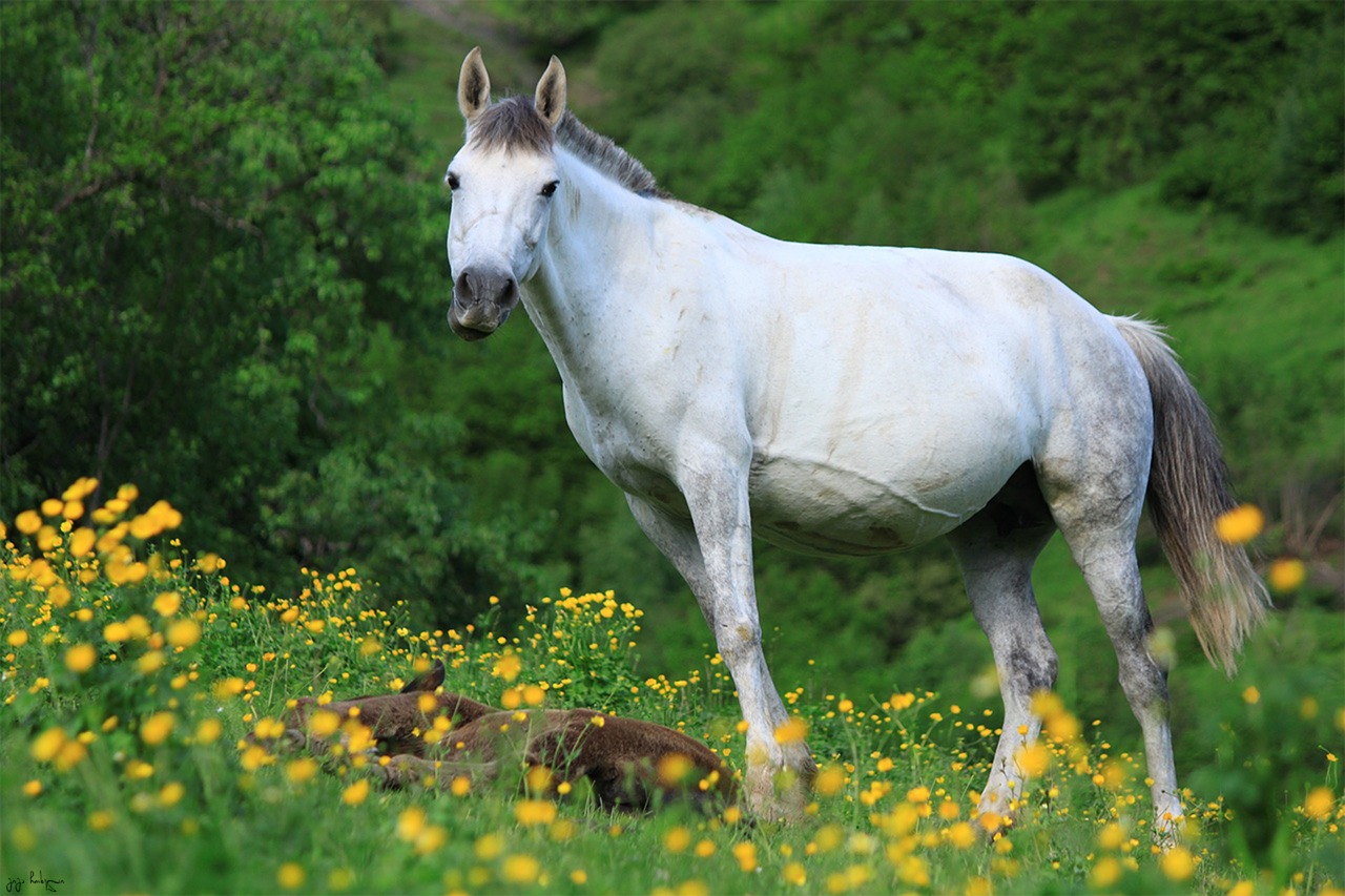 horse  animal  nature free photo