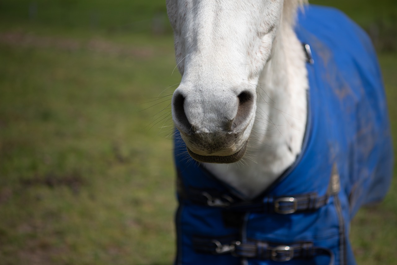 horse  pony  nose free photo