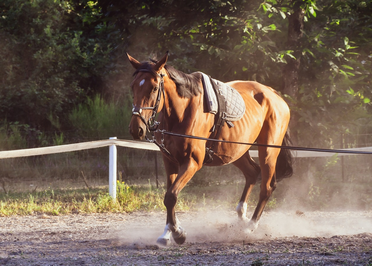 horse  trotter  sun free photo