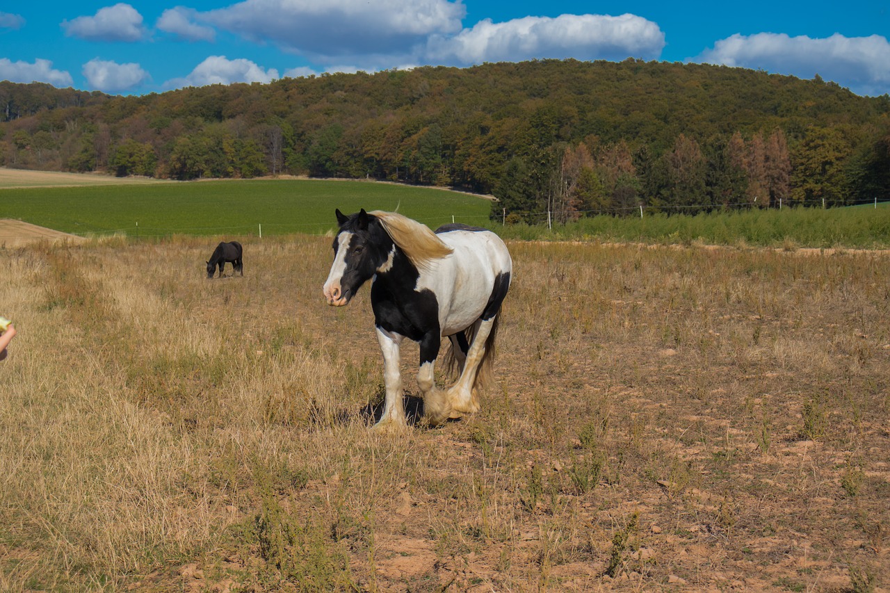 horse  nature  animal free photo