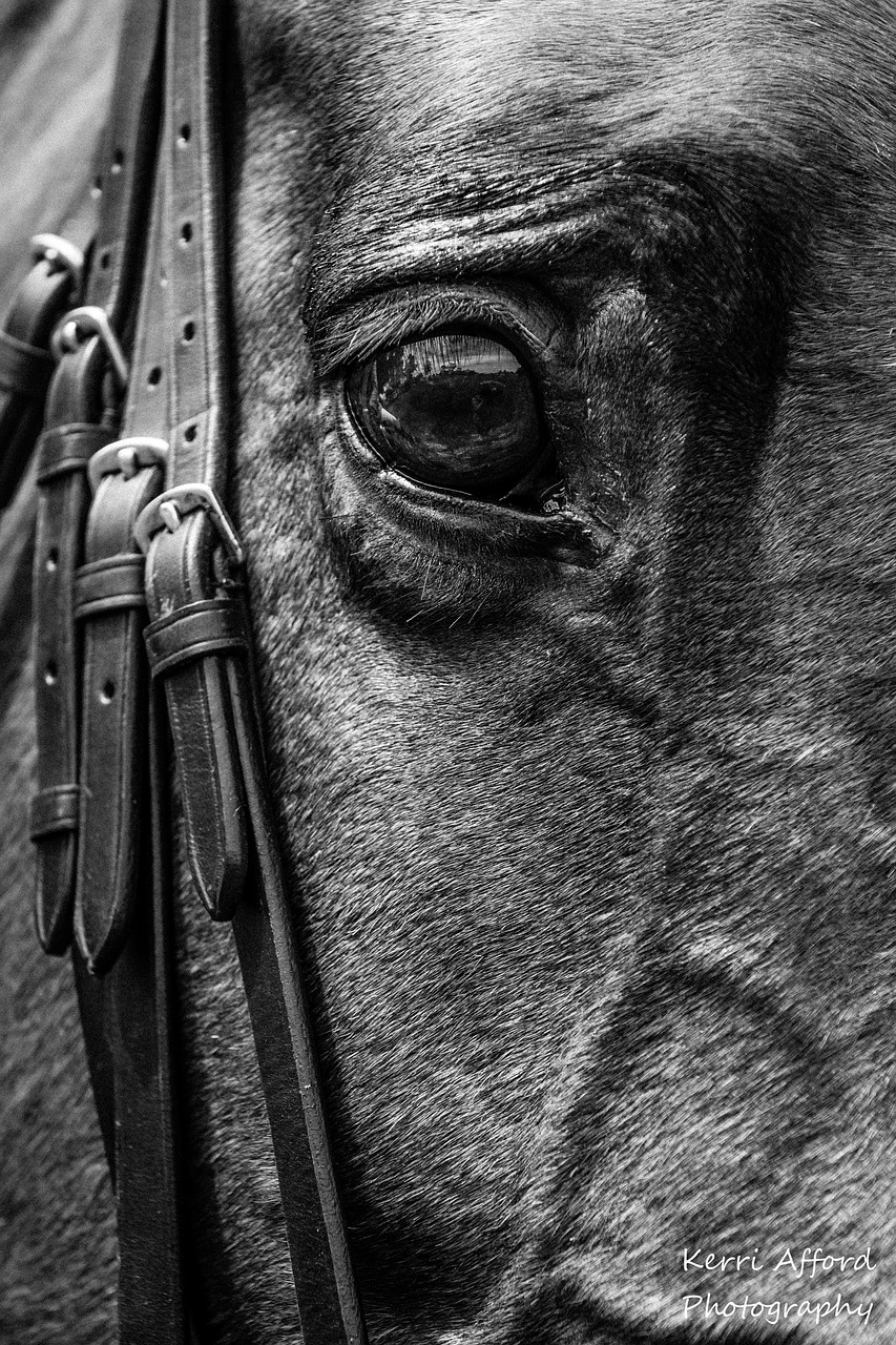 horse  horses  show hunter free photo