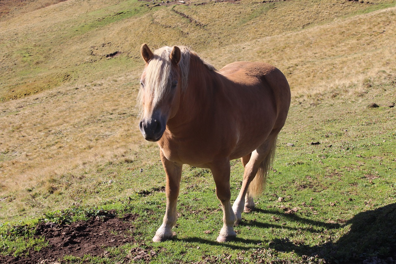 horse mountains haflinger free photo