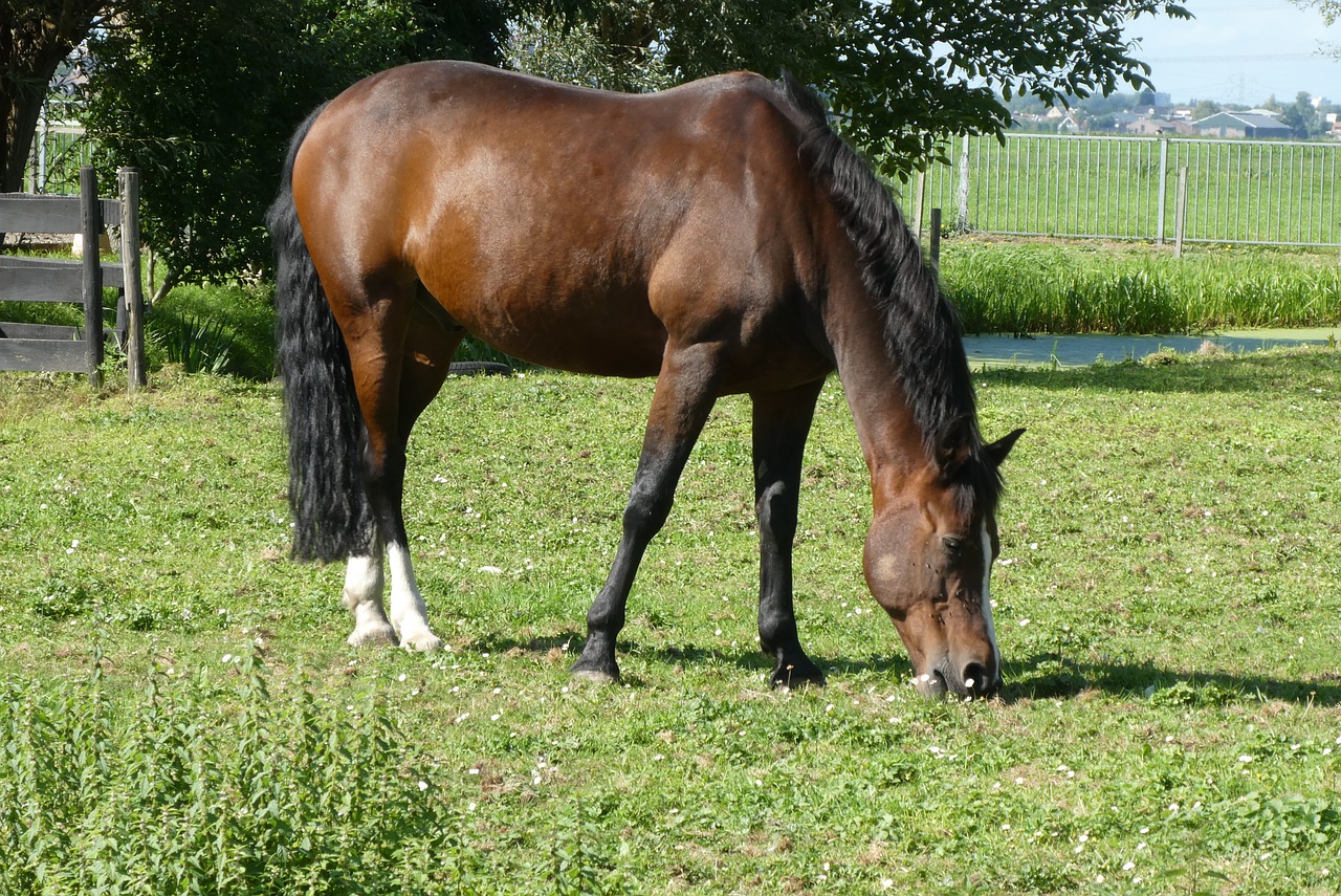 horse  pasture  grass free photo