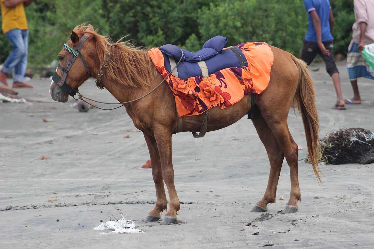 horse  sea  beach free photo