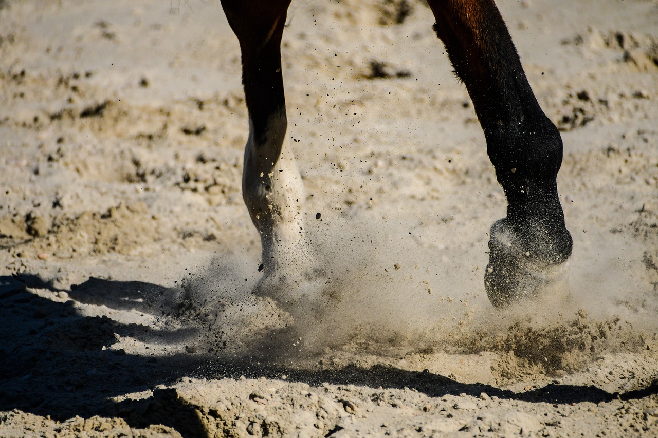 horse  sand  close up free photo