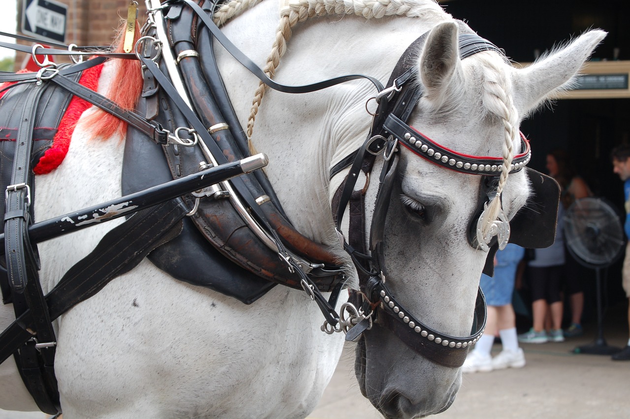 horse  carriage  coach free photo