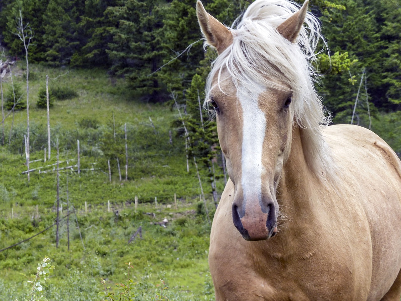 horse  mammal  animal free photo