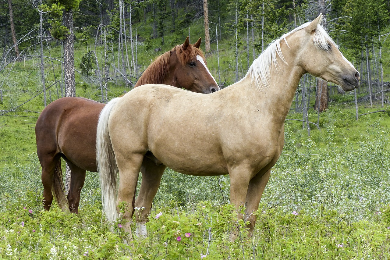horse  mammal  animal free photo