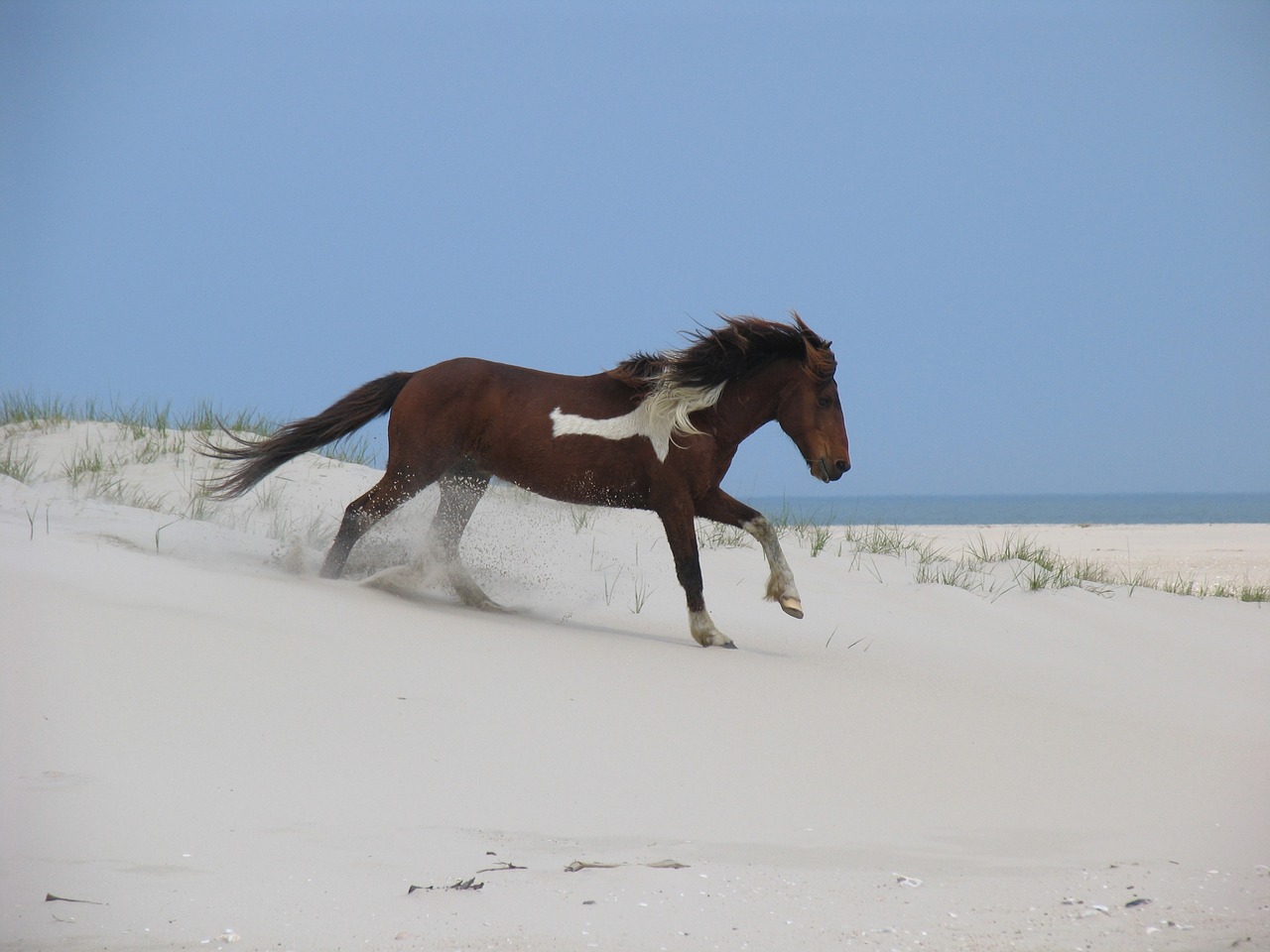 horse  wild  assateague island free photo