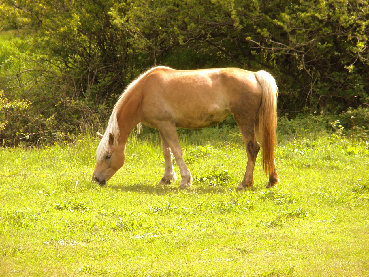 horse green animal free photo