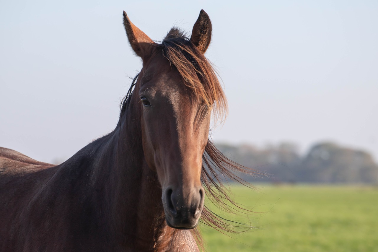 horse  brown  pasture free photo