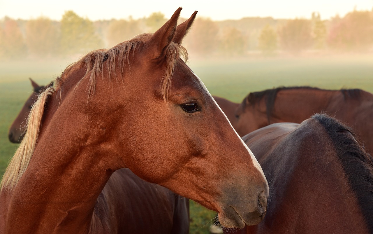 horse  horse head  nature free photo