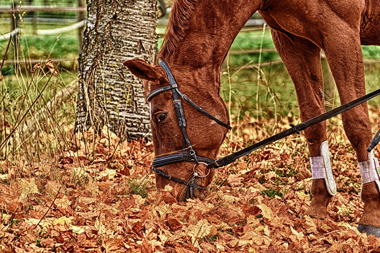 horse  animal  ride free photo