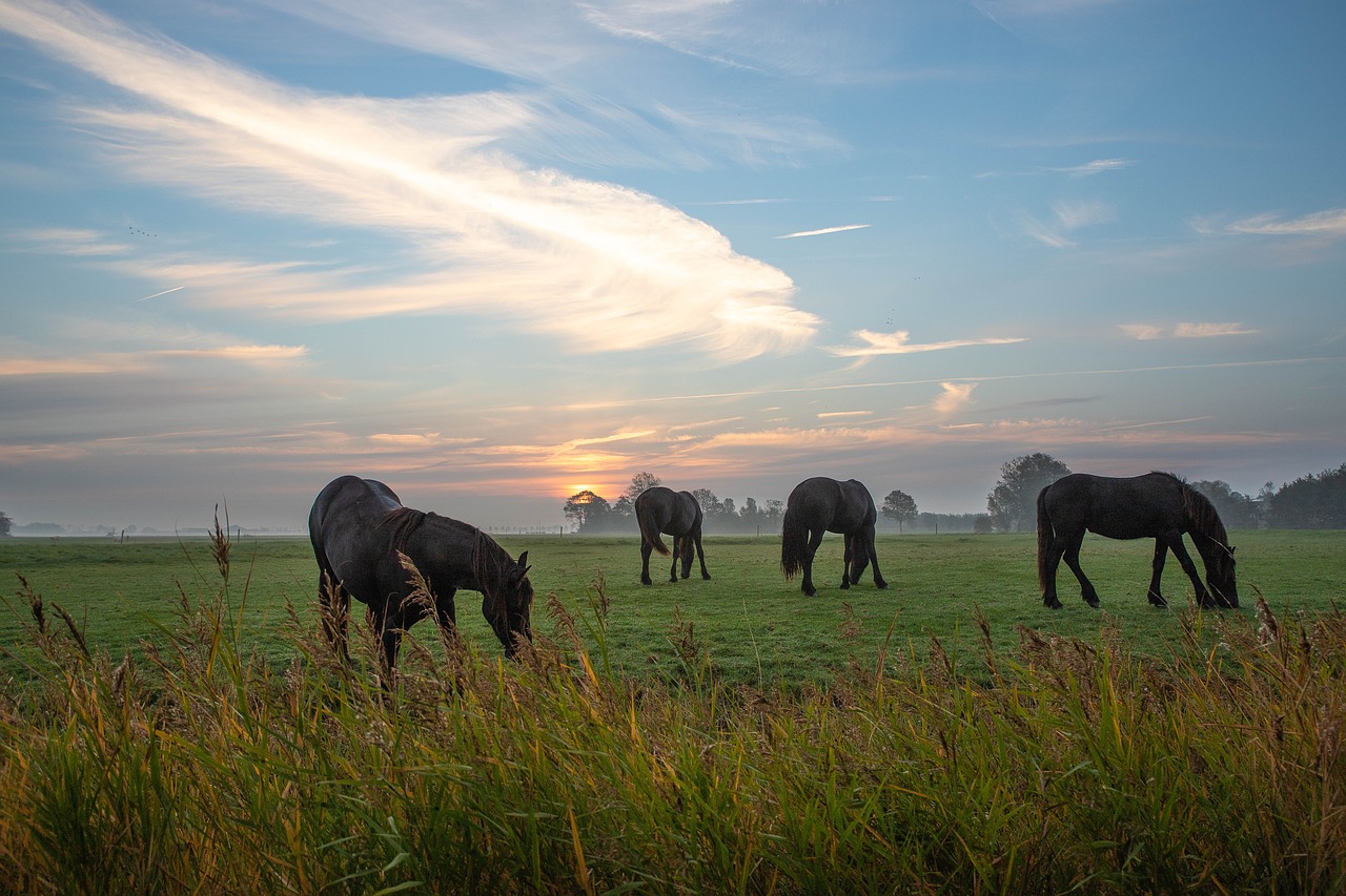 horse  noble  friesian horse free photo