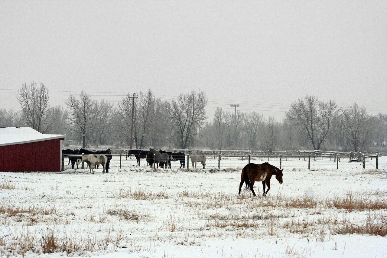 horse ranch equestrian free photo