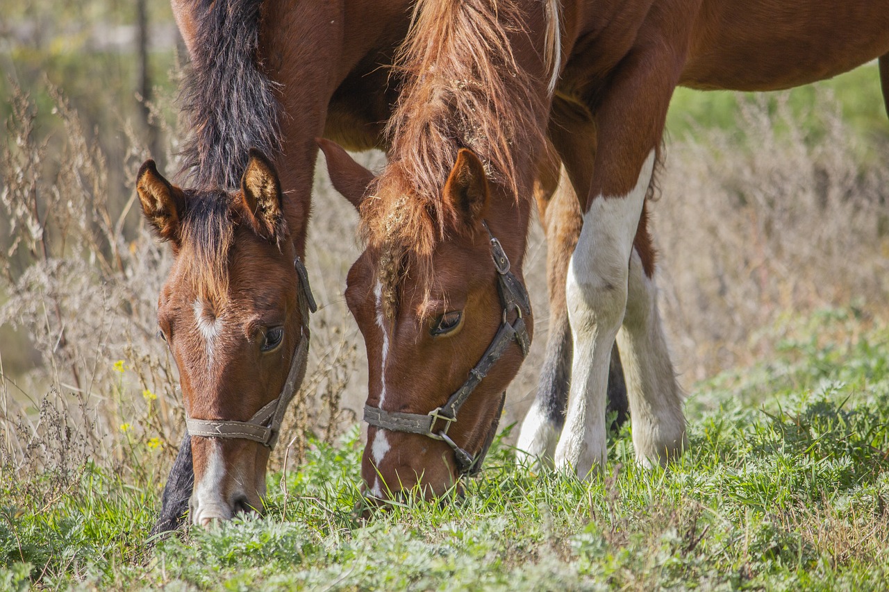 horse  foal  autumn free photo