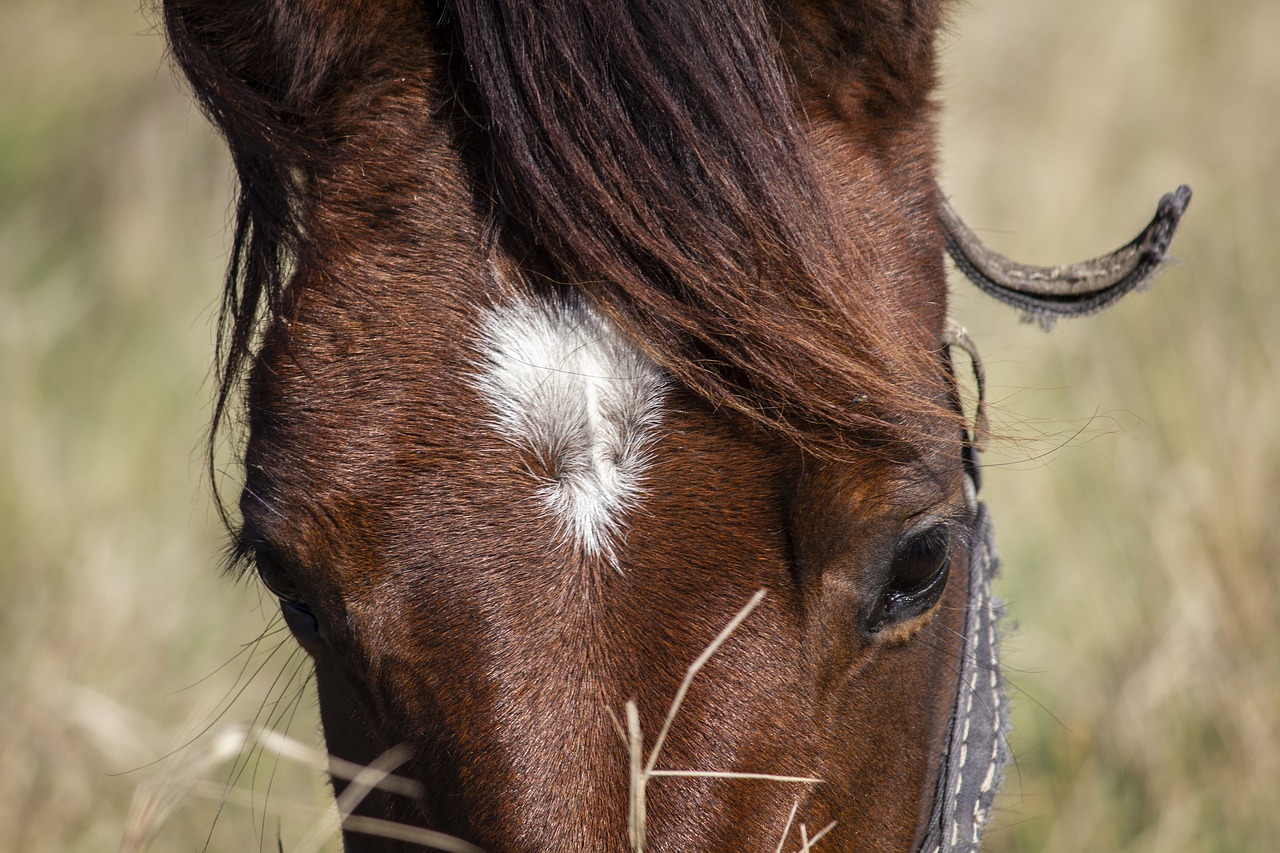 horse  foal  autumn free photo